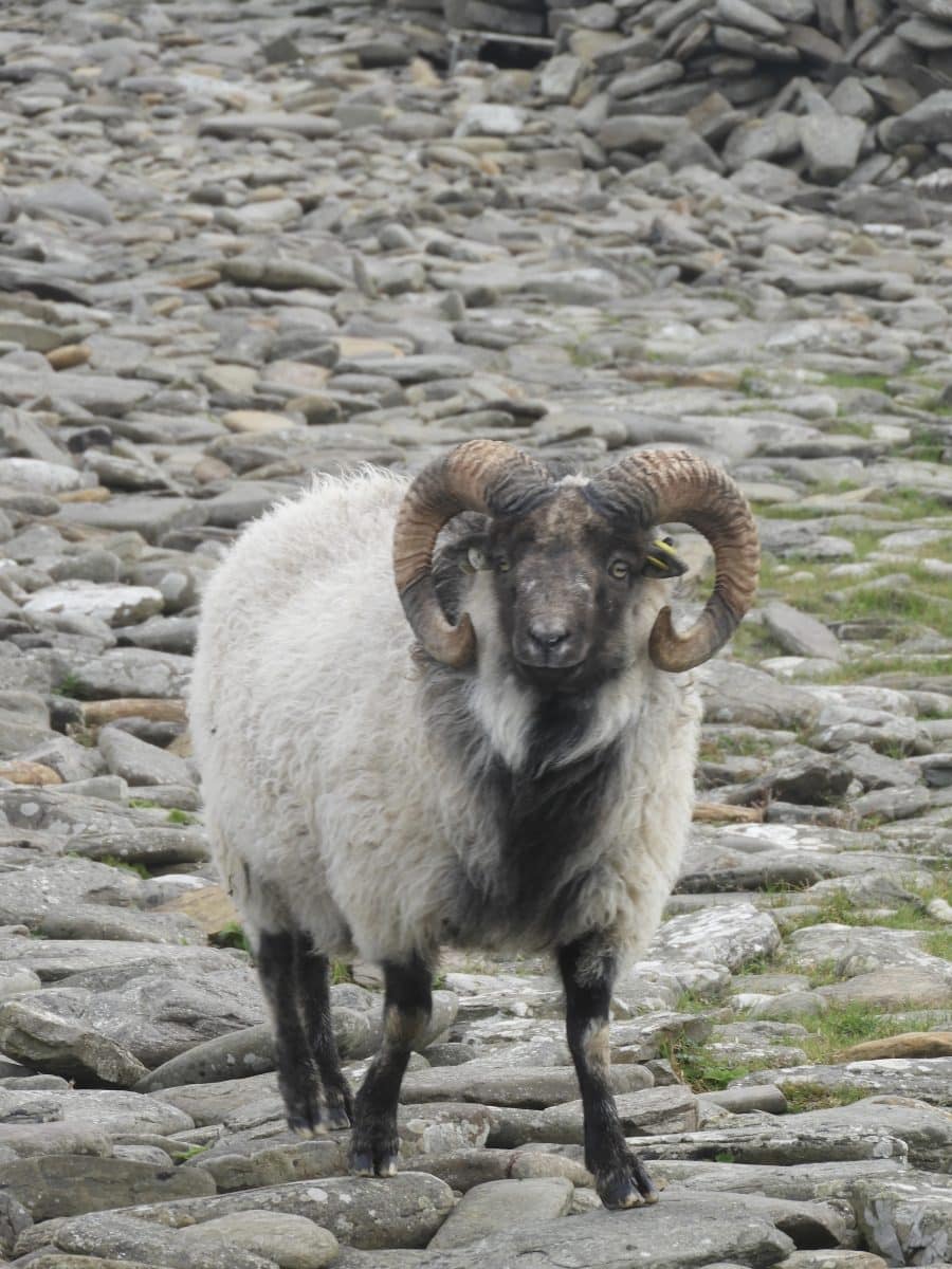 Orkney sheep