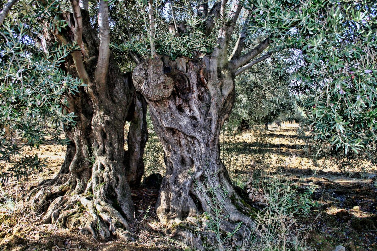 A gnarled and ancient olive tree in a serene environment.