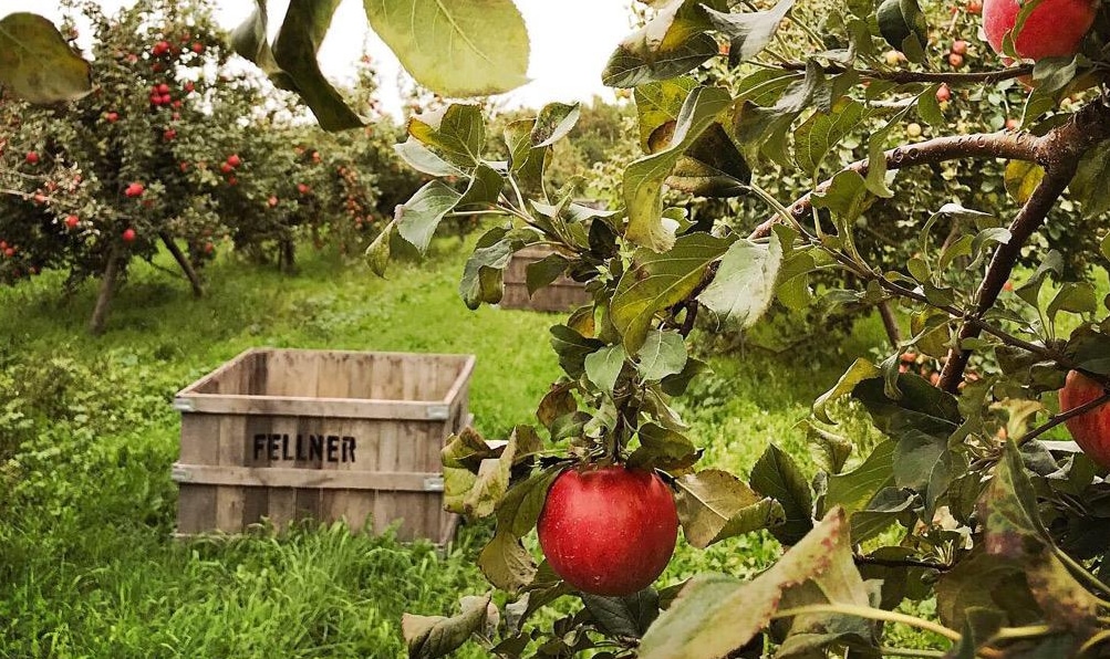 An apple orchard with ripe apples and a wooden crate labeled Fellner.