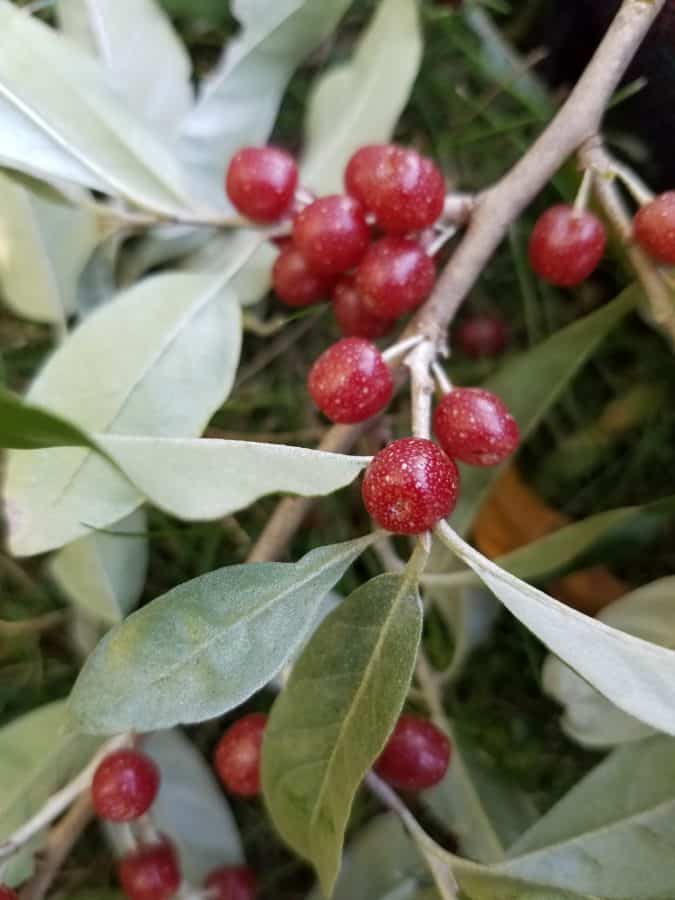 Bright red Autumn Olive berries on a twig against green foliage.