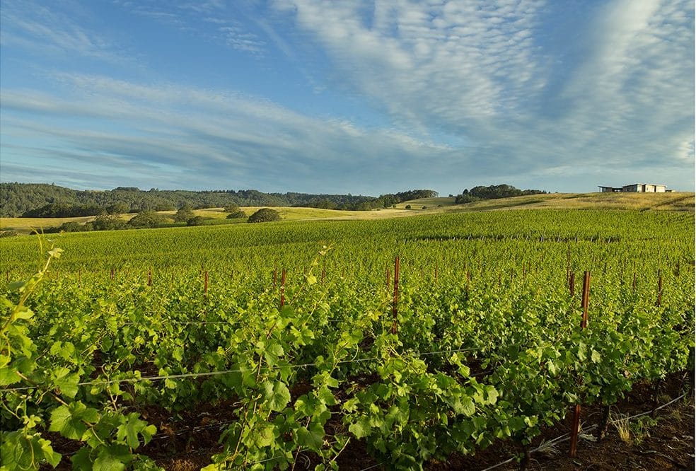 Scenic view of Brittan Vineyard with expansive landscape