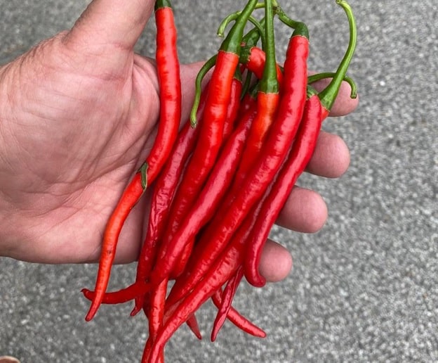 Hand holding a bunch of red Cayenne hot peppers.