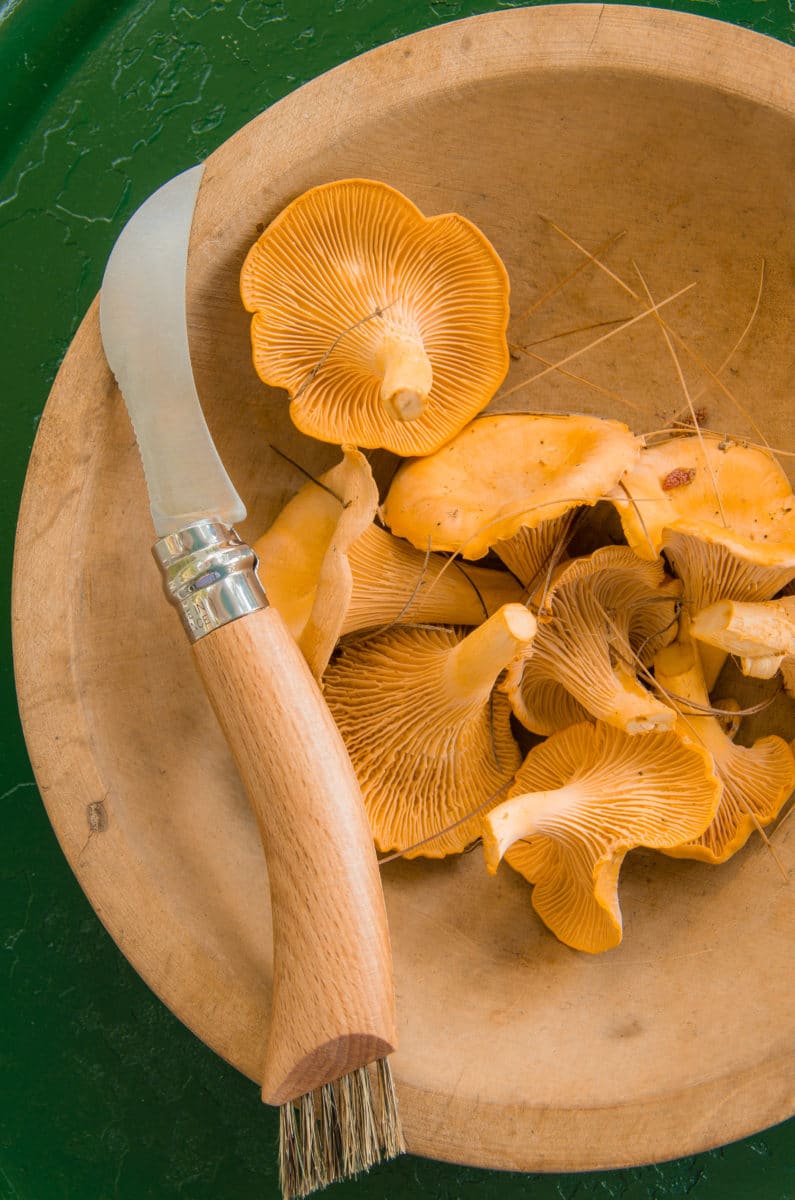 Golden chanterelle mushrooms in a wooden bowl with a knife.