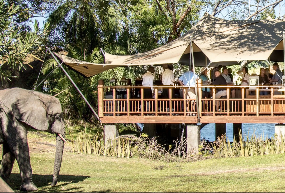 Elephant nearing the deck of The Elephant Café.