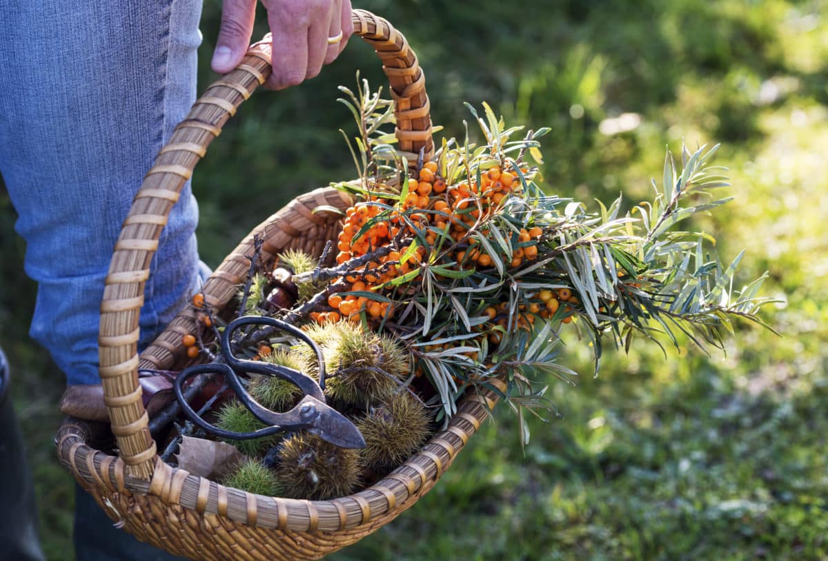 Hand holding a wicker basket filled with various foraged items and a pair of shears.