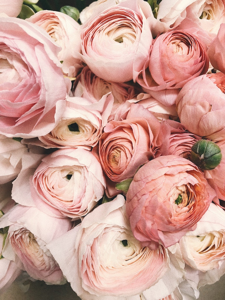 Close-up view of delicate pink peony blossoms