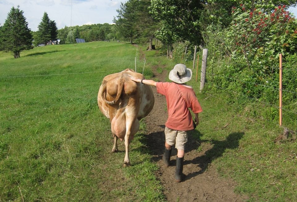 A person, wearing mud boots and hat, confidently guiding a cow across a pasture. Photo credit: Penny Hewitt.