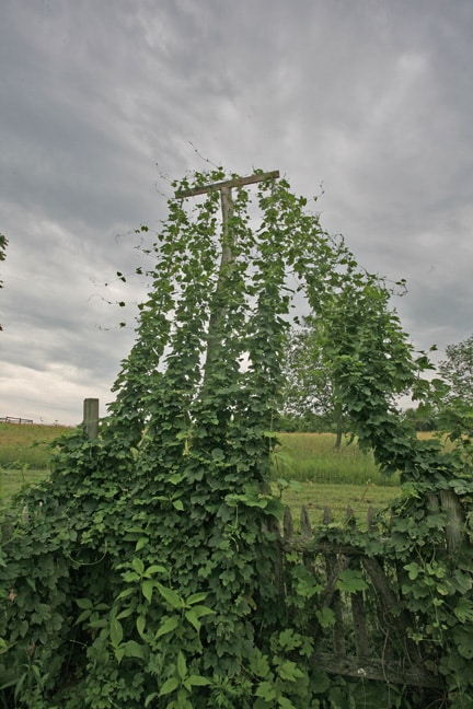 Hops vine growing up a post