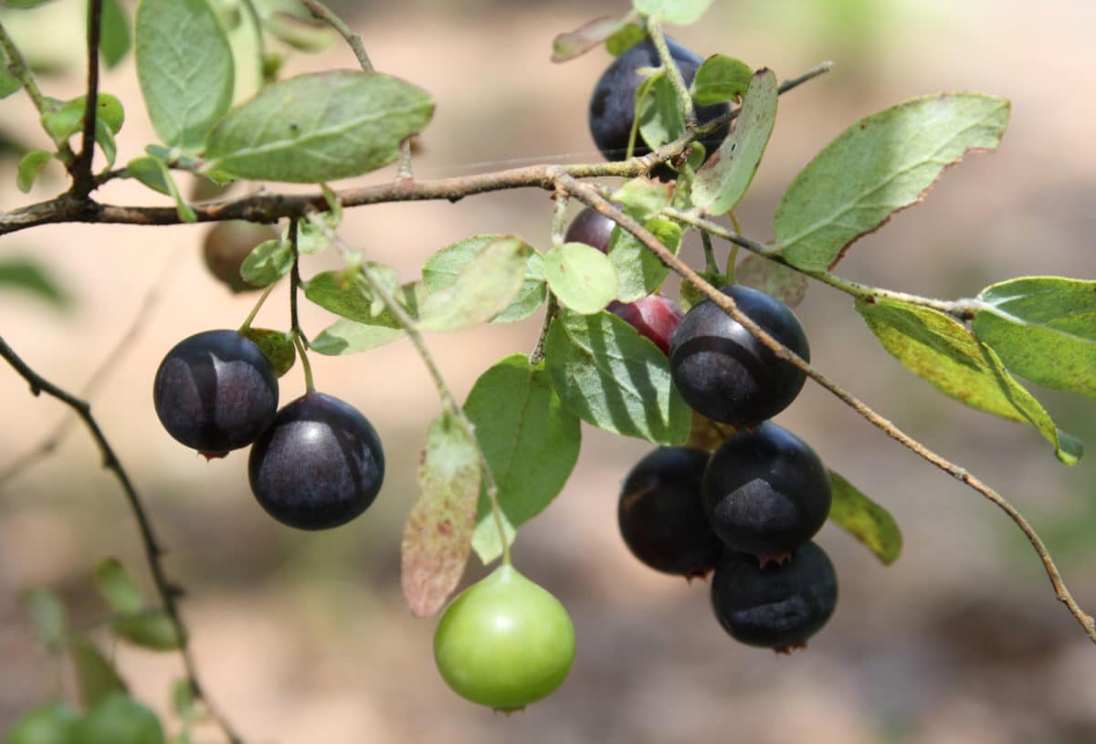 Cluster of dark wild deer berries on a branch in Northern Florida.