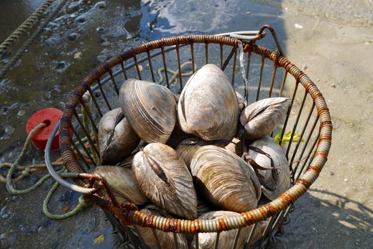 Wire bucket of large quahogs siutting on a sandy beach